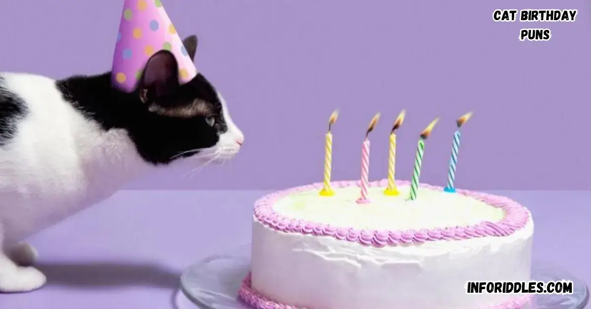 180-cat-birthday-puns-to-celebrate-your-felines-special-day