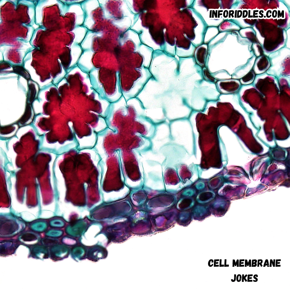 The Science of Membrane Transport: 