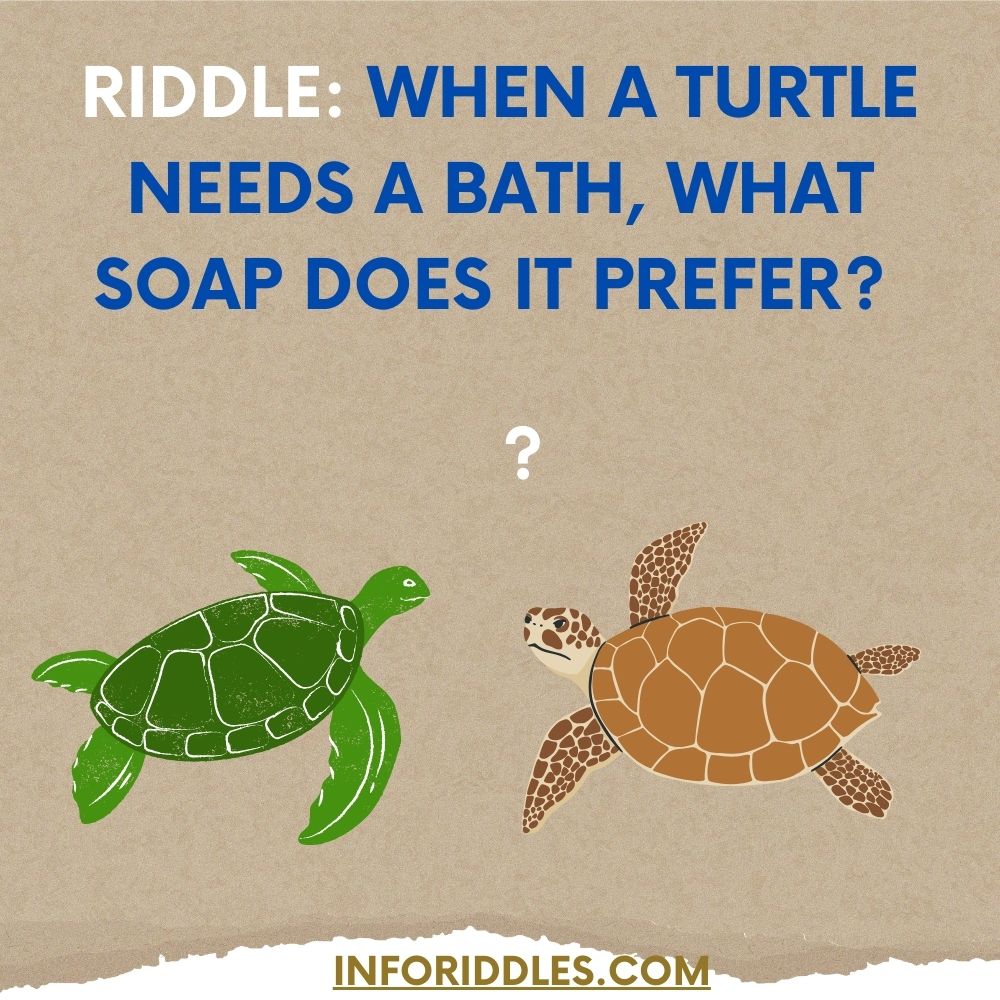 Funny Turtle Riddles