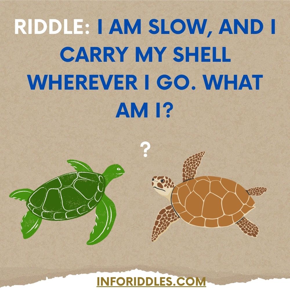 Turtle Riddles